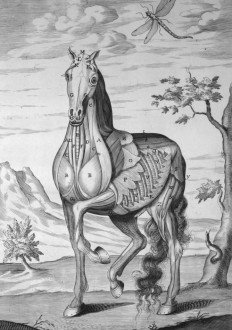 Snape, Andrew - "The Anatomy of an Horse" Book 4 (1683)