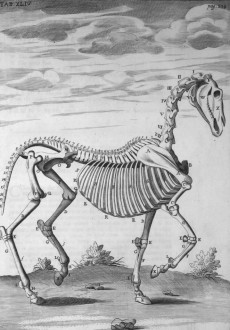 Snape, Andrew - "The Anatomy of an Horse" Book 5 (1683)
