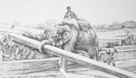 Steel, John Henry – “A Manual of the Diseases of the Elephant and of his Management and Uses” (1885)