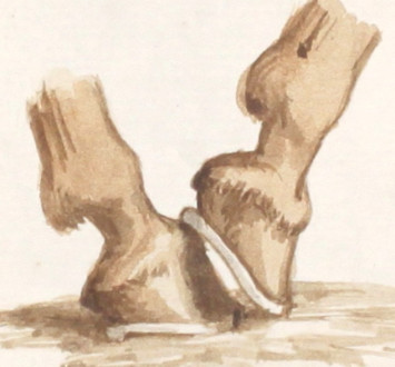 13 - “The Feet.- Their Accidents and their Diseases”