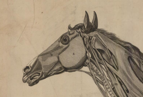 Snape, Edward - "A Muscular Preparation of an Horse" (1778)
