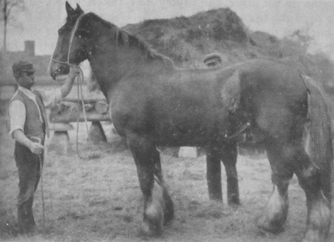 Egmont Veterinarian Case main image 1