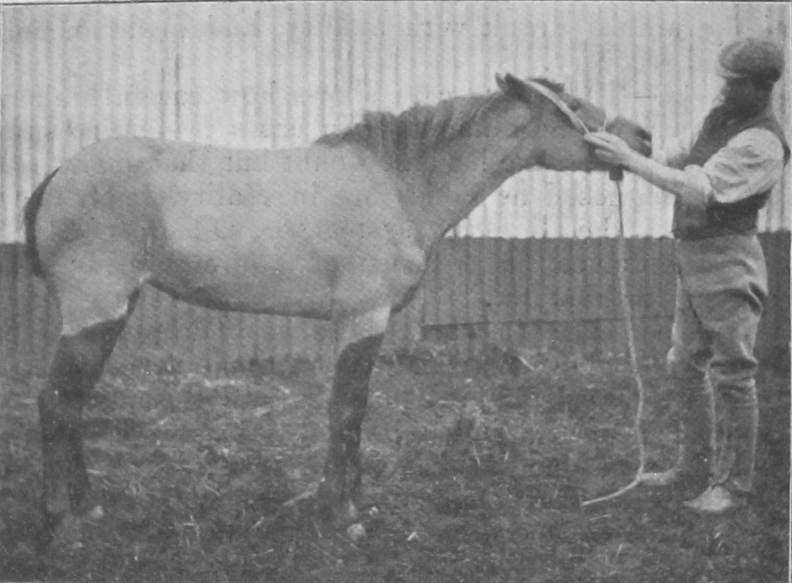 Egmont Veterinarian Case main image 0
