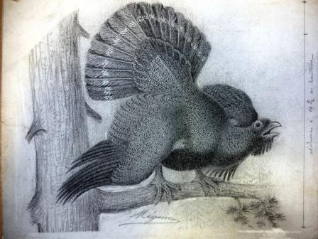 Illustration of a bird believed to be a capercaillie