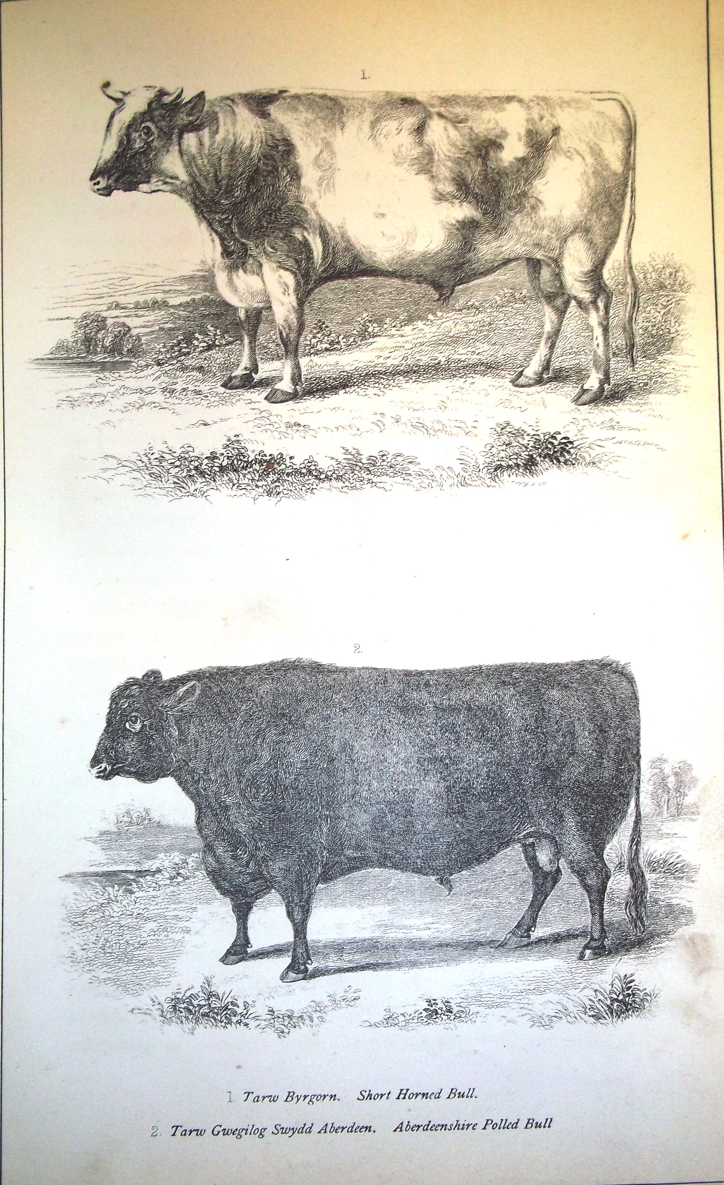 Plate 5 - Short Horned and Aberdeenshire Polled bulls