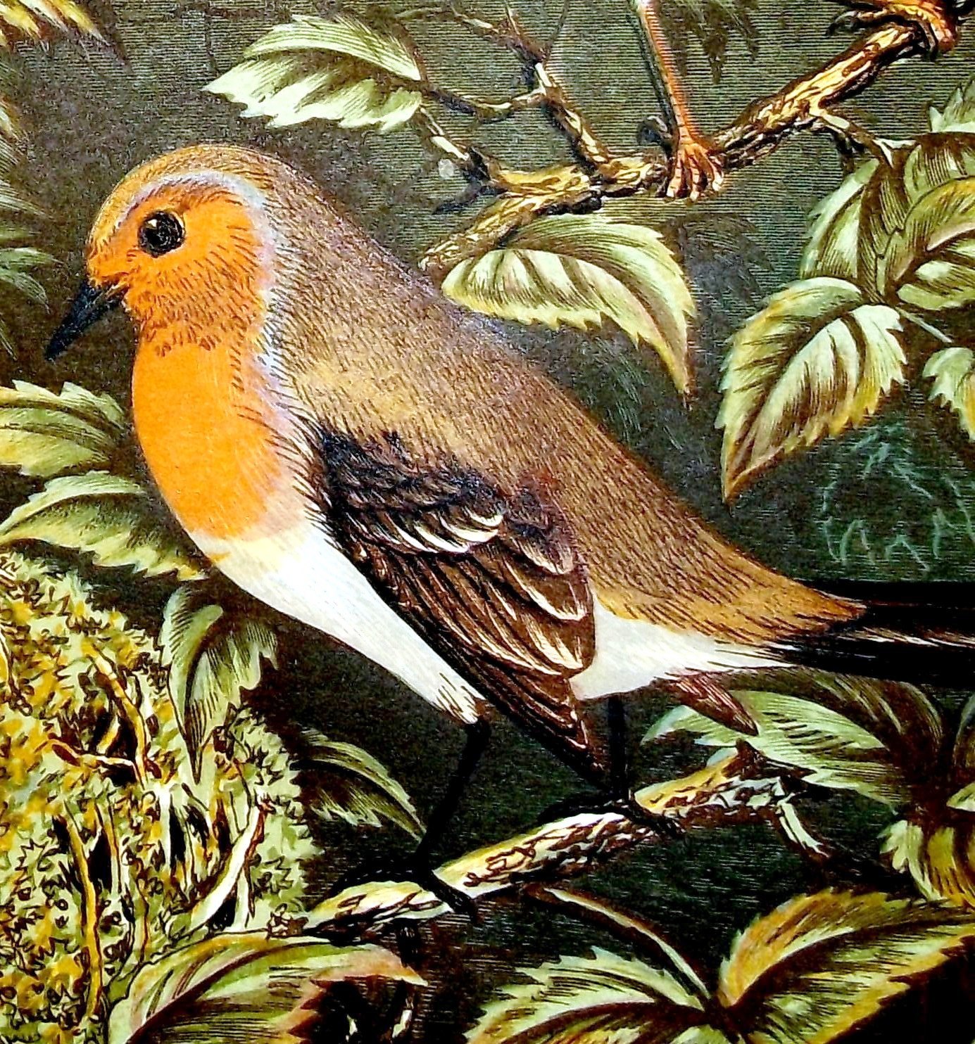 Image of Robin from The Smaller British birds with descriptions of their nests, eggs, habits, etc