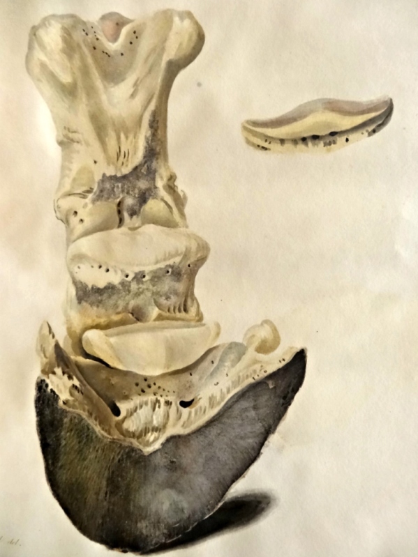 Plate 4. Back view of the bones of the fore foot in their relative situation