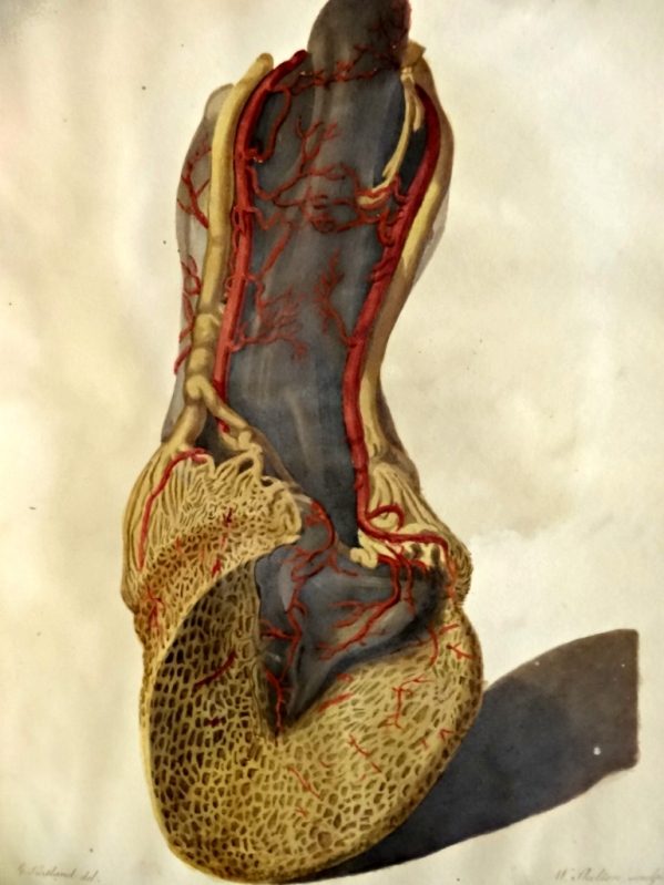 Plate 8. View of the posterior surface of the foot to shew the arteries and veins