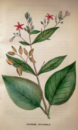 Cinchona Officinalis from The quarterly journal of veterinary science in India