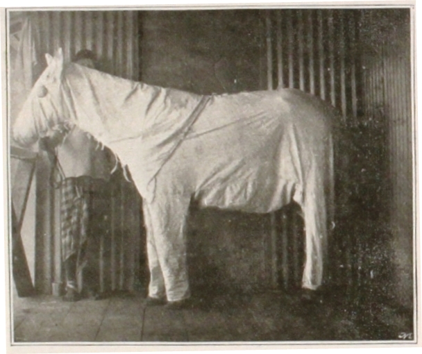 Pony in pyjamas as a protection against tsetse fly