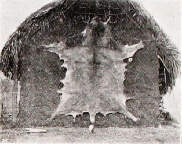 Skin of lion drying on a native hut