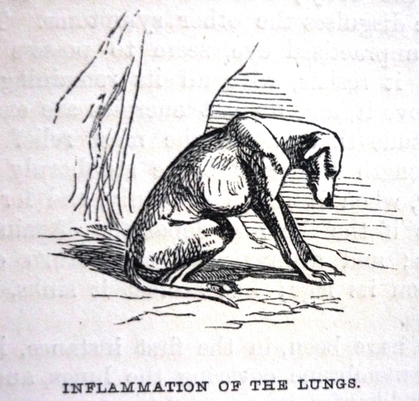 Edward Mayhew Dogs: their management - Inflammation of the lungs
