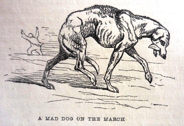 Edward Mayhew's Dogs: their management - A mad dog on the march