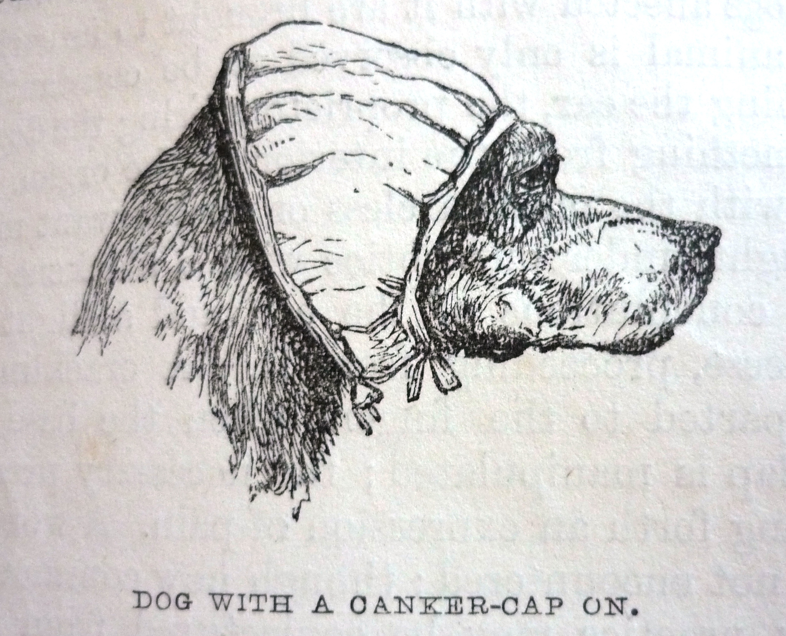 Edward Mayhew's Dogs: their management - Dog with canker cap on