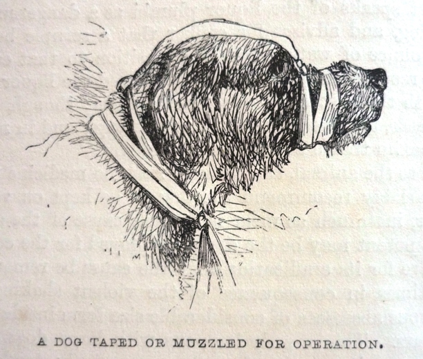 Edward Mayhew's Dogs: their management - A dog taped or muzzled for operation