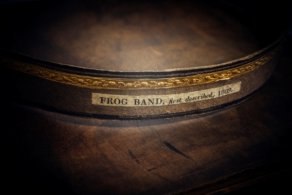 Bracy Clark hoof - frog band