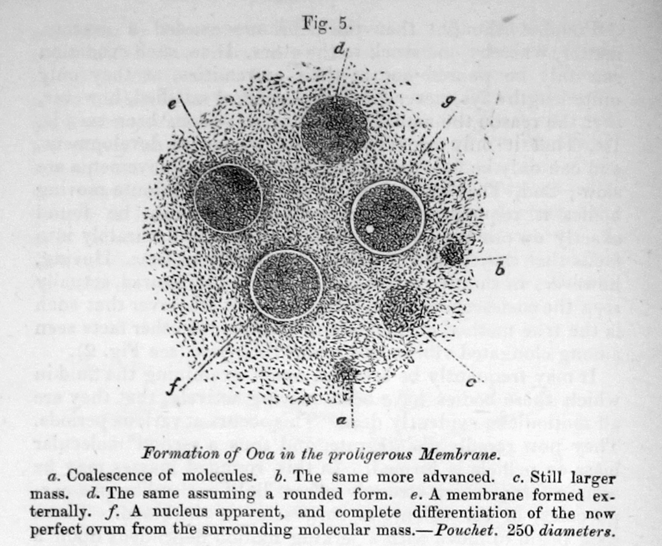 the-veterinarian-vol-41-issue-4-april-1868-rcvs-vet-history