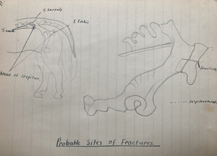 Drawings of horse bones