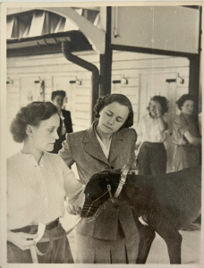 Olga inspecting greyhounds