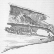 Foreign agents in the nasal chamber of a cat
