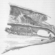 Foreign agents in the nasal chamber of a cat