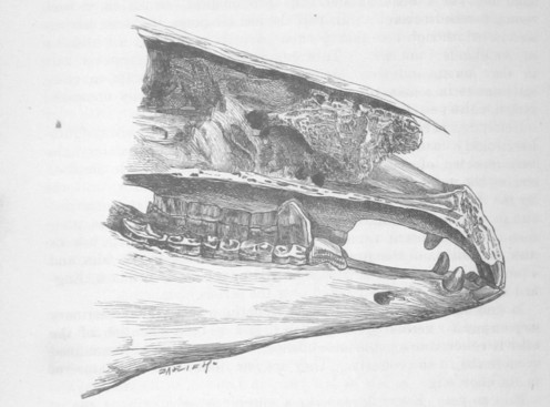 Foreign agents in the nasal chamber of a cat