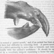 Parrot mouth in a horse