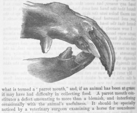 Parrot mouth in a horse