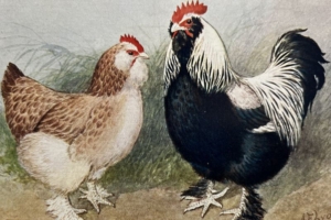 Illustration of male and female Faverolles chickens