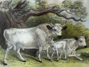 Illustration of Chillingham Cattle