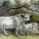 Illustration of Chillingham Cattle