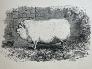 Black and white illustration of a Small White Yorkshire Pig