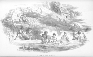 Illustration of sheep being washed in a fenced off stream